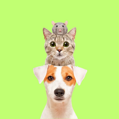 Collection image for: Mascotas